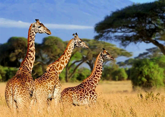 12-days-maasai-mara-lake-nakuru-samburu-amboseli-tsavo-west-east-safari-8