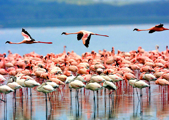 14-days-explore-kenya-tanzania-combined-camping-safari