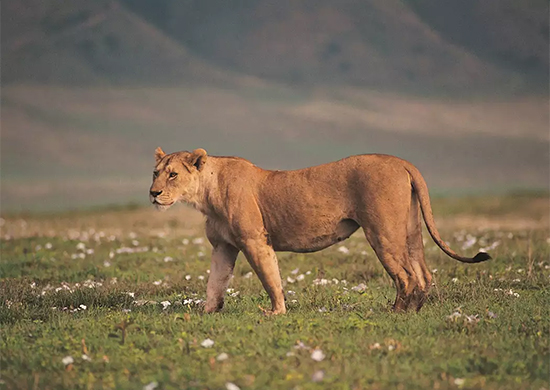 9-days-hadzabe-bushmen-ngorongoro-oldupai-safari