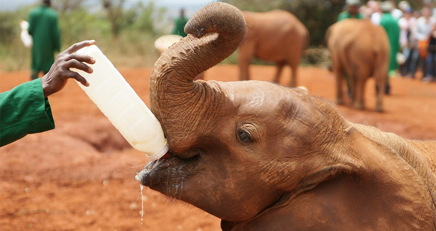 daphne-sheldrick-elephant-orphanage-day-trip